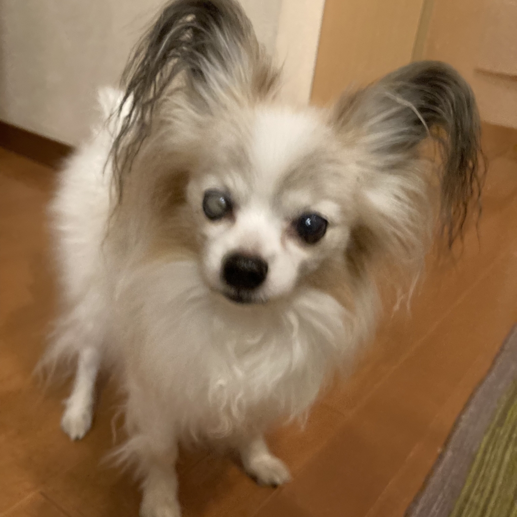 パールちゃん