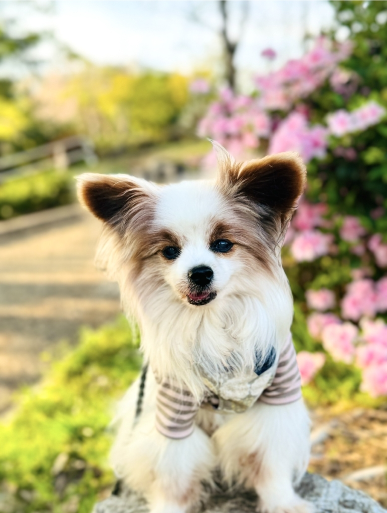ラッピーくん