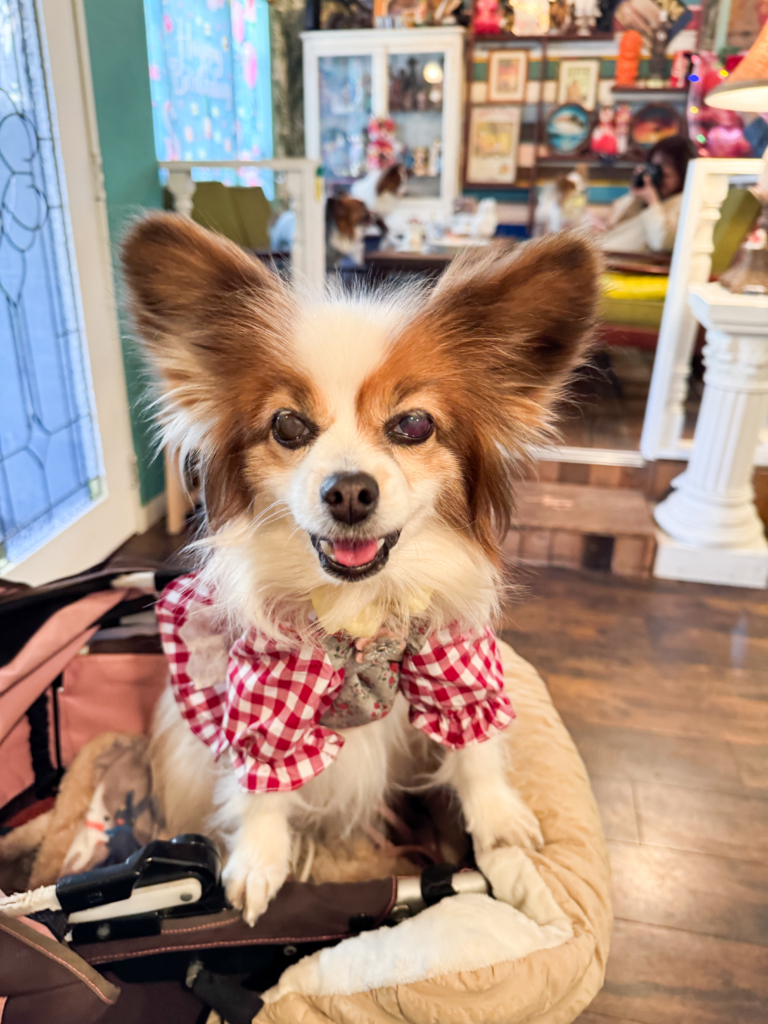 シェリーちゃん