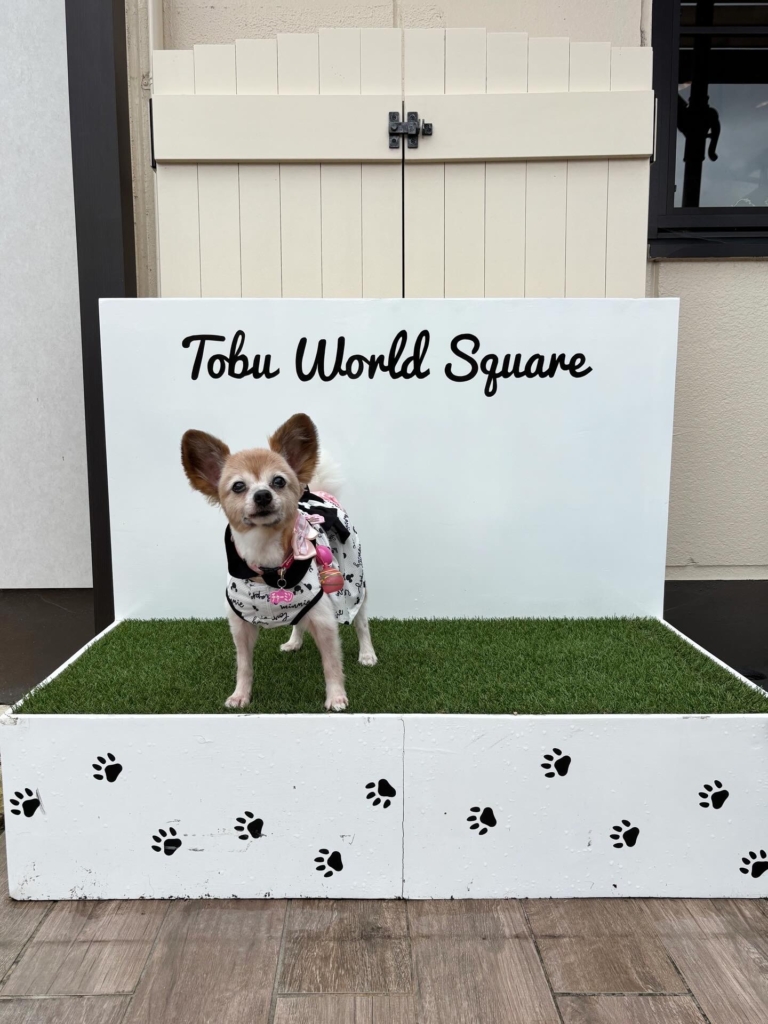 チャーミンちゃん